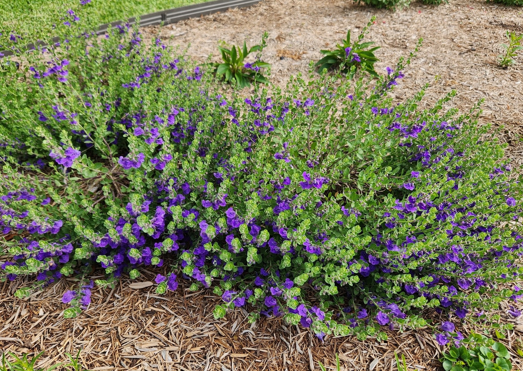 Scutellaria wrightii (Purple Skullcap)