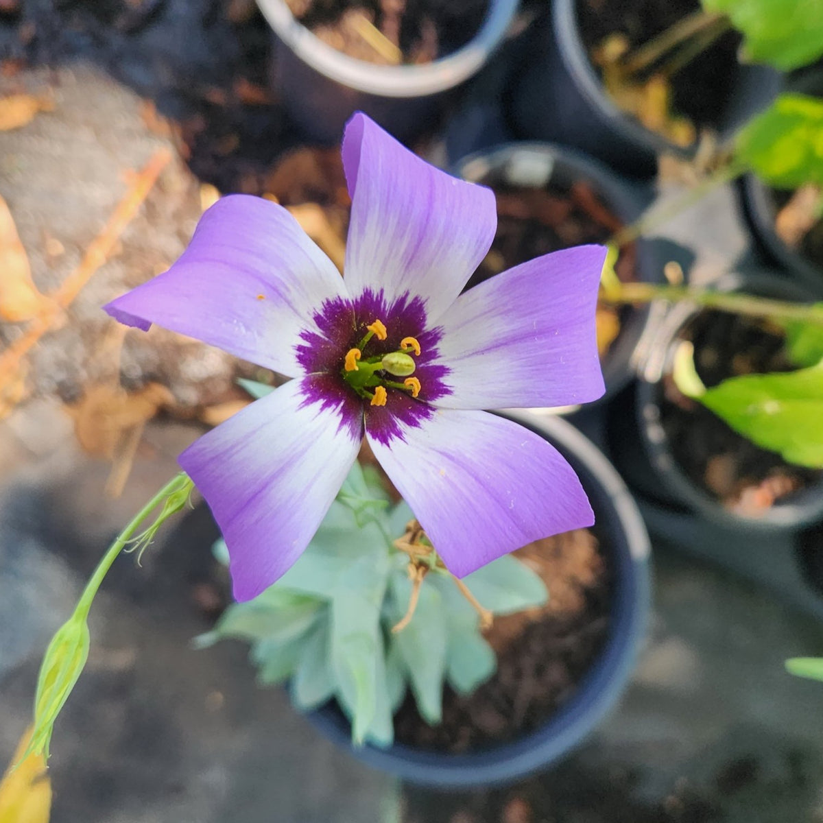 Eustoma exaltatum ssp. russellianum (Texas Bluebells)