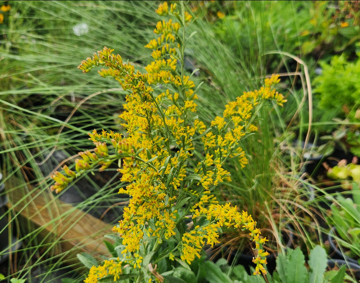 Solidago nemoralis (Gray Goldenrod)