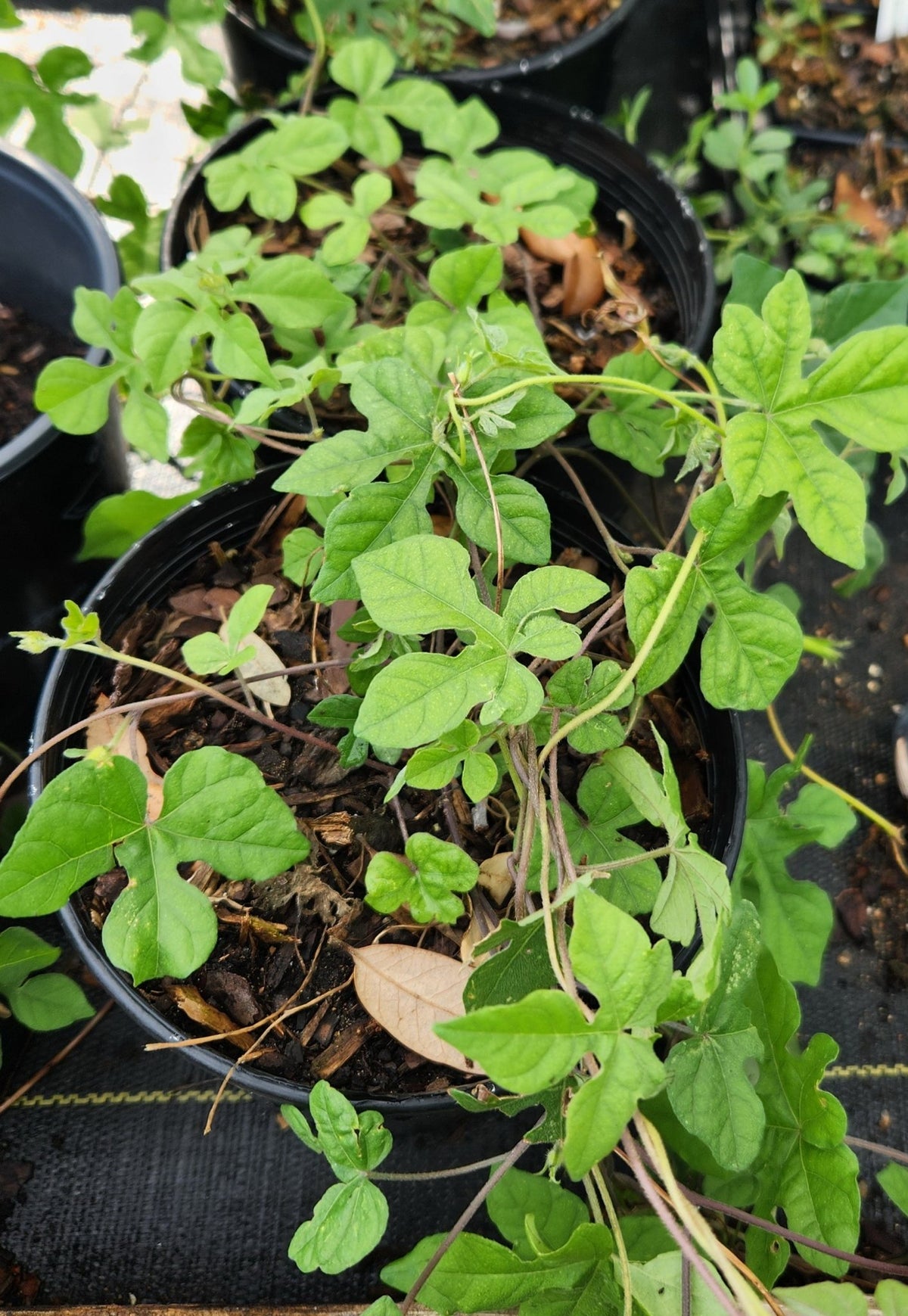 Ipomoea lindheimeri (Lindheimer's Morning-glory)