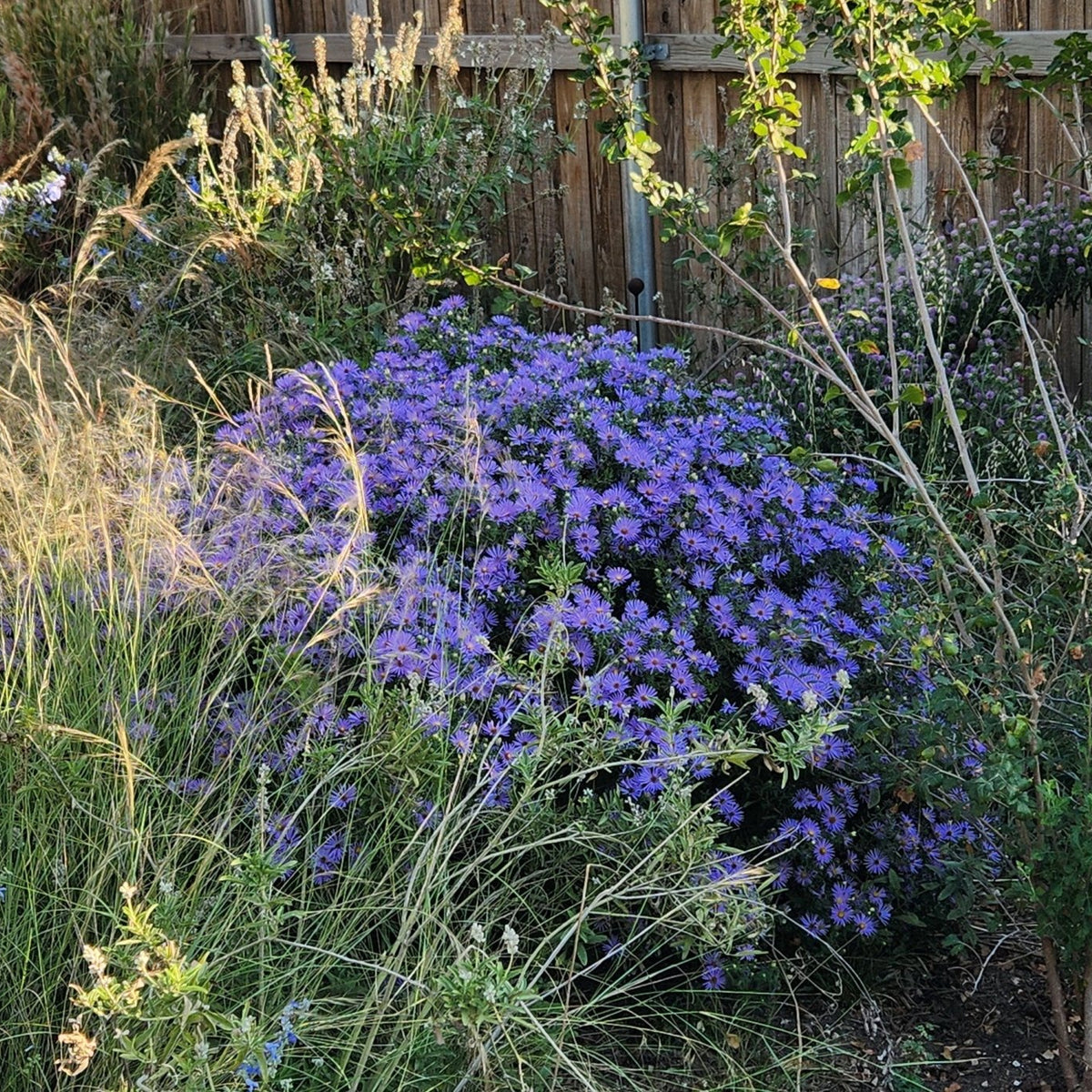 Symphyotrichum oblongifolium sp. (Fall Aster)