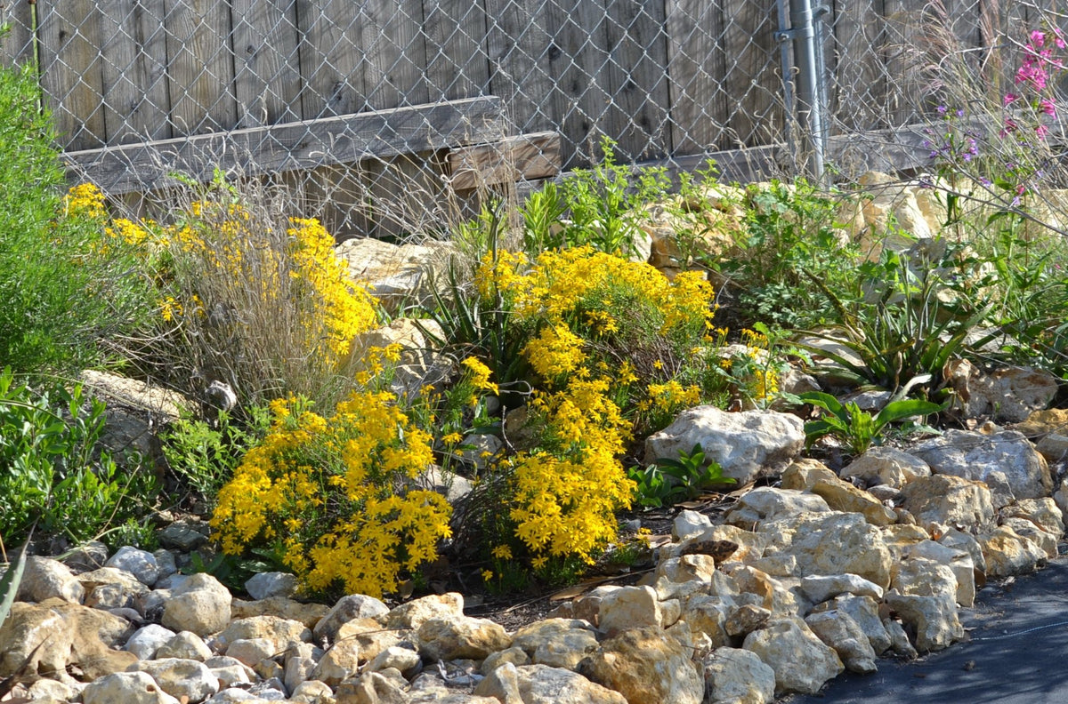 Chrysactinia mexicana (Damianita)