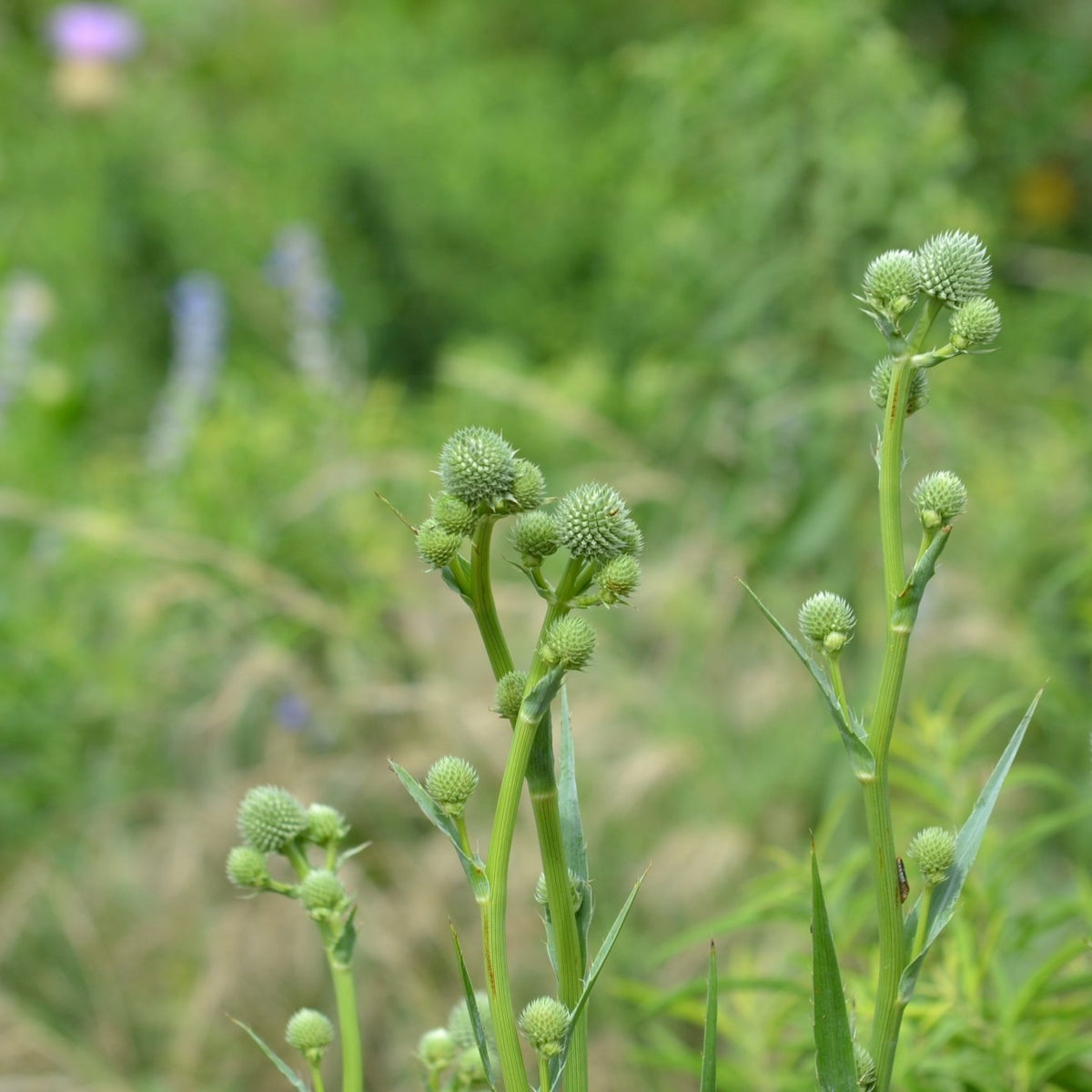 Eryngium yuccifolium (Rattlesnake Master)