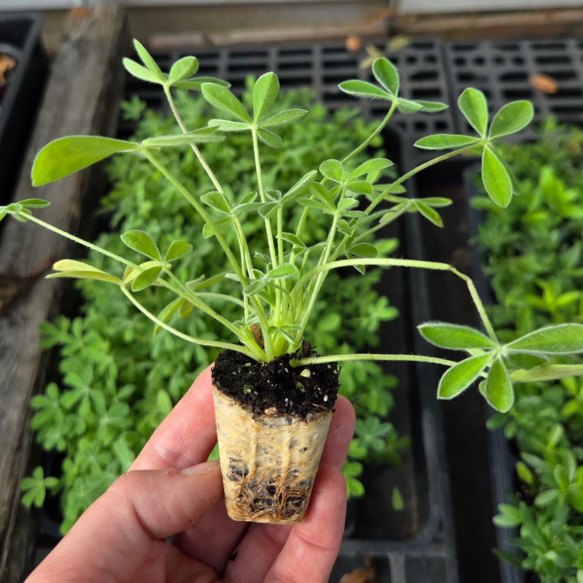 Lupinus texensis (Texas Bluebonnets)
