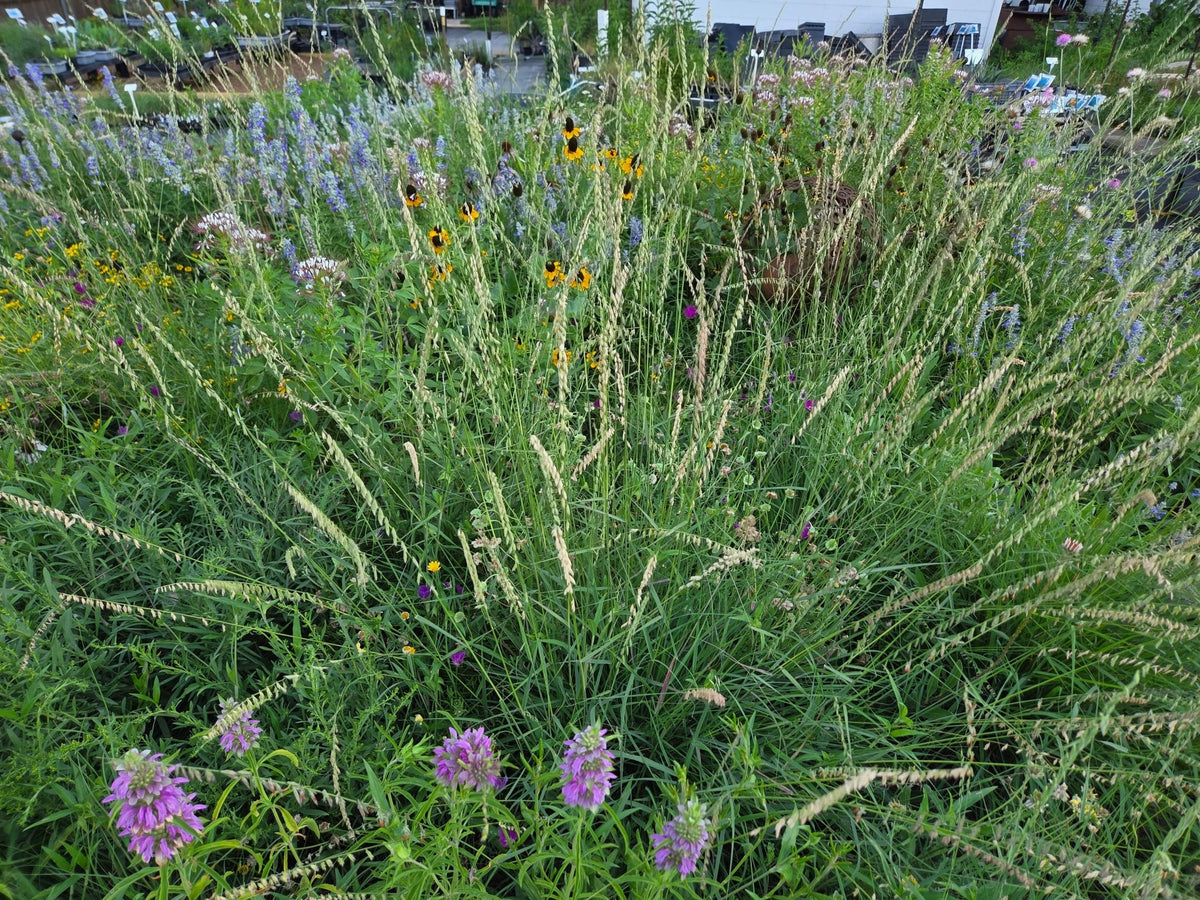 Sideoats grama (Bouteloua curtipendula)