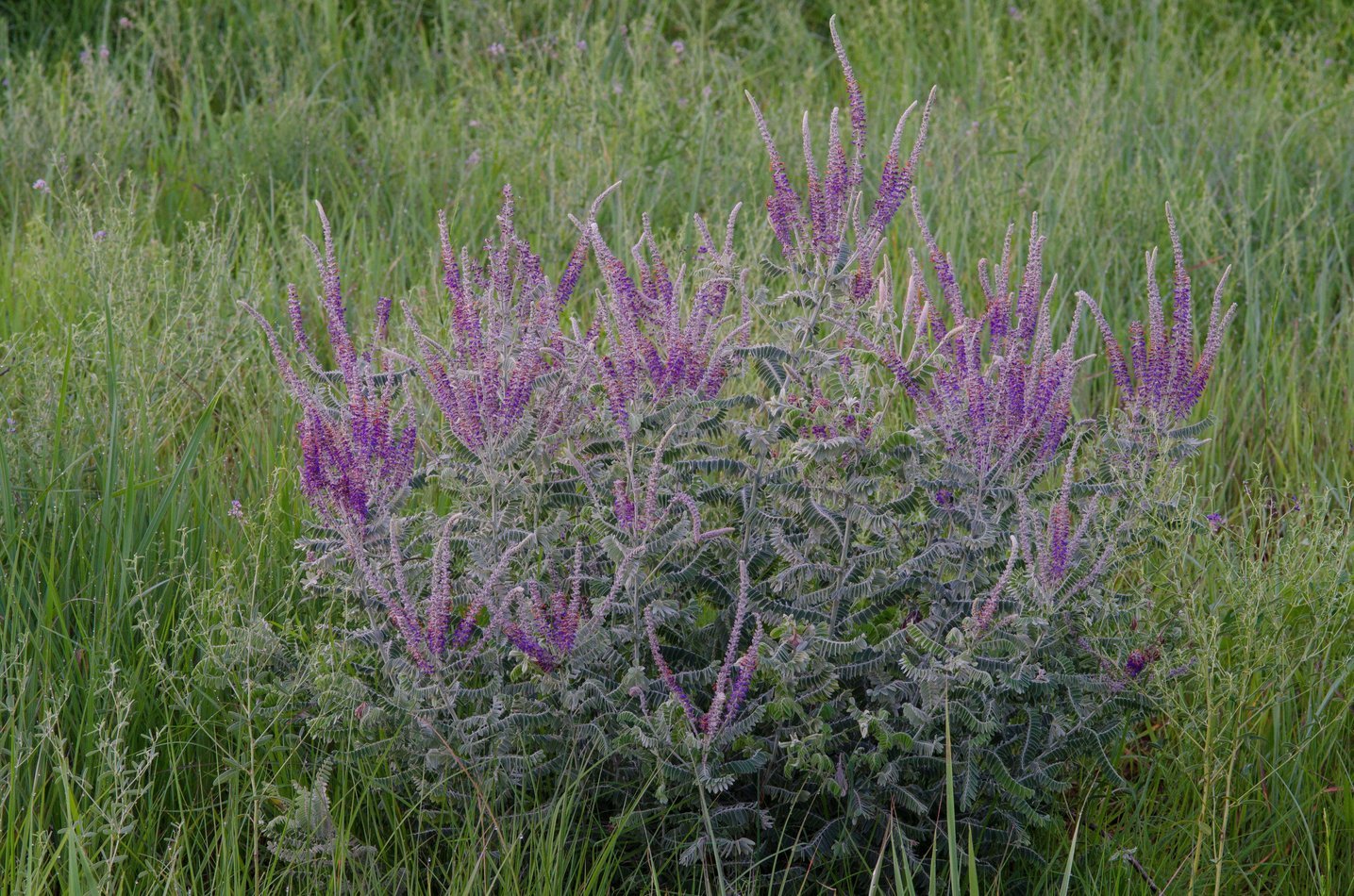 Amorpha canescens (Leadplant)