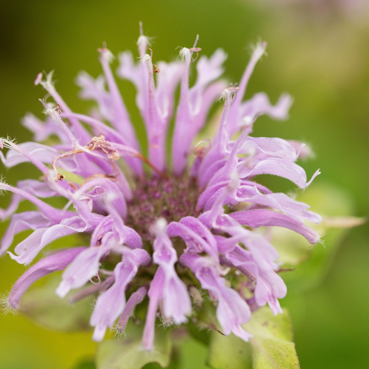 Monarda fistulosa (Wild Bergamot)