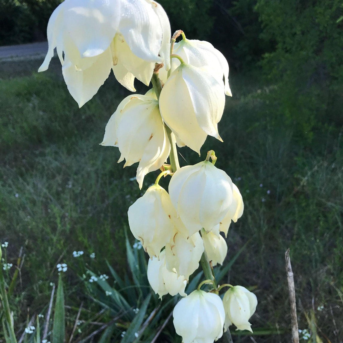 Yucca pallida (Pale-Leaf Yucca)