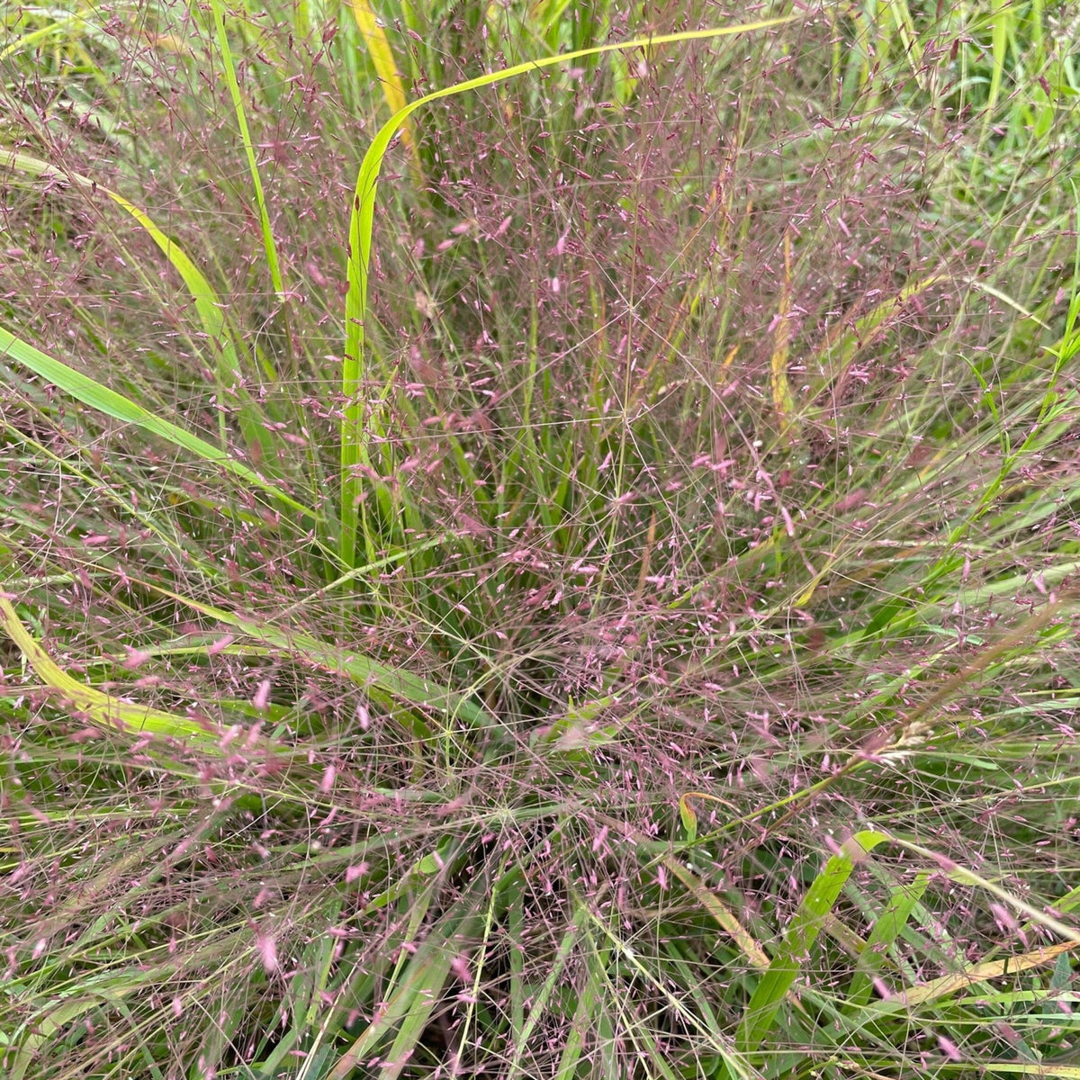 Eragrostis spectabilis (Purple Lovegrass 'Snuggy' )