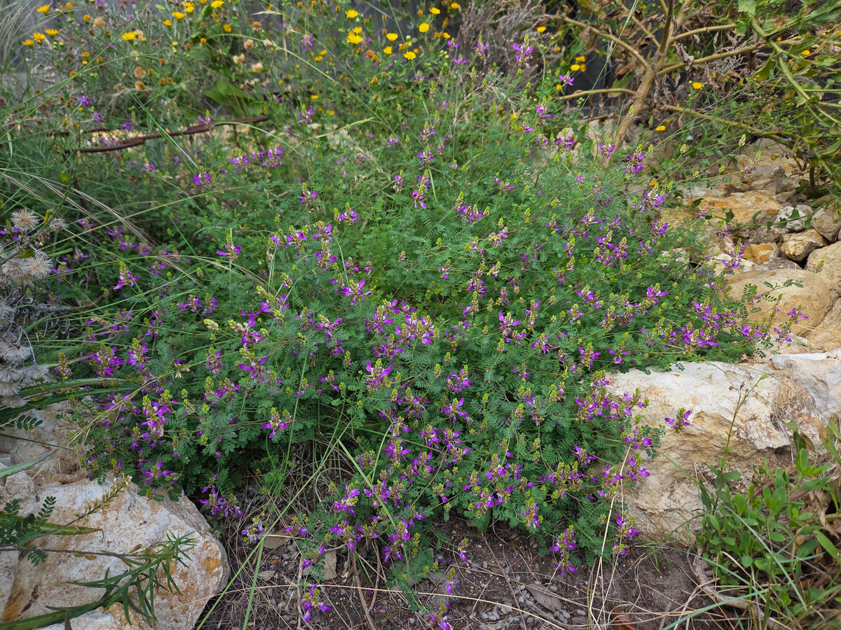 Dalea frutescens (Black Dalea)