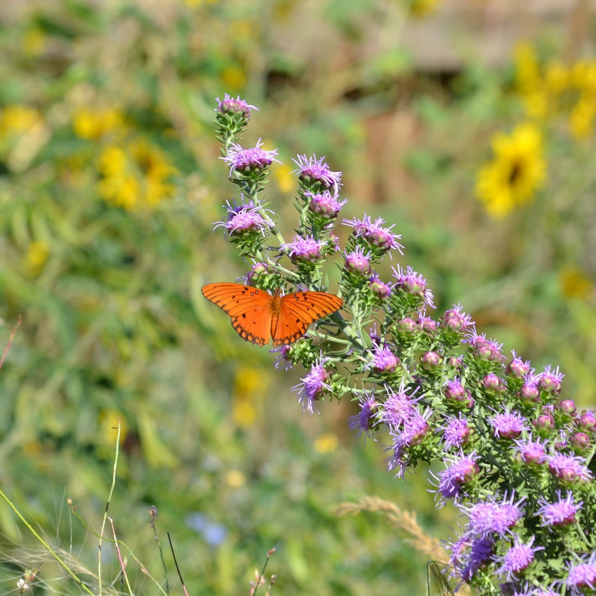 Liatris aspera (Rough Gayfeather)