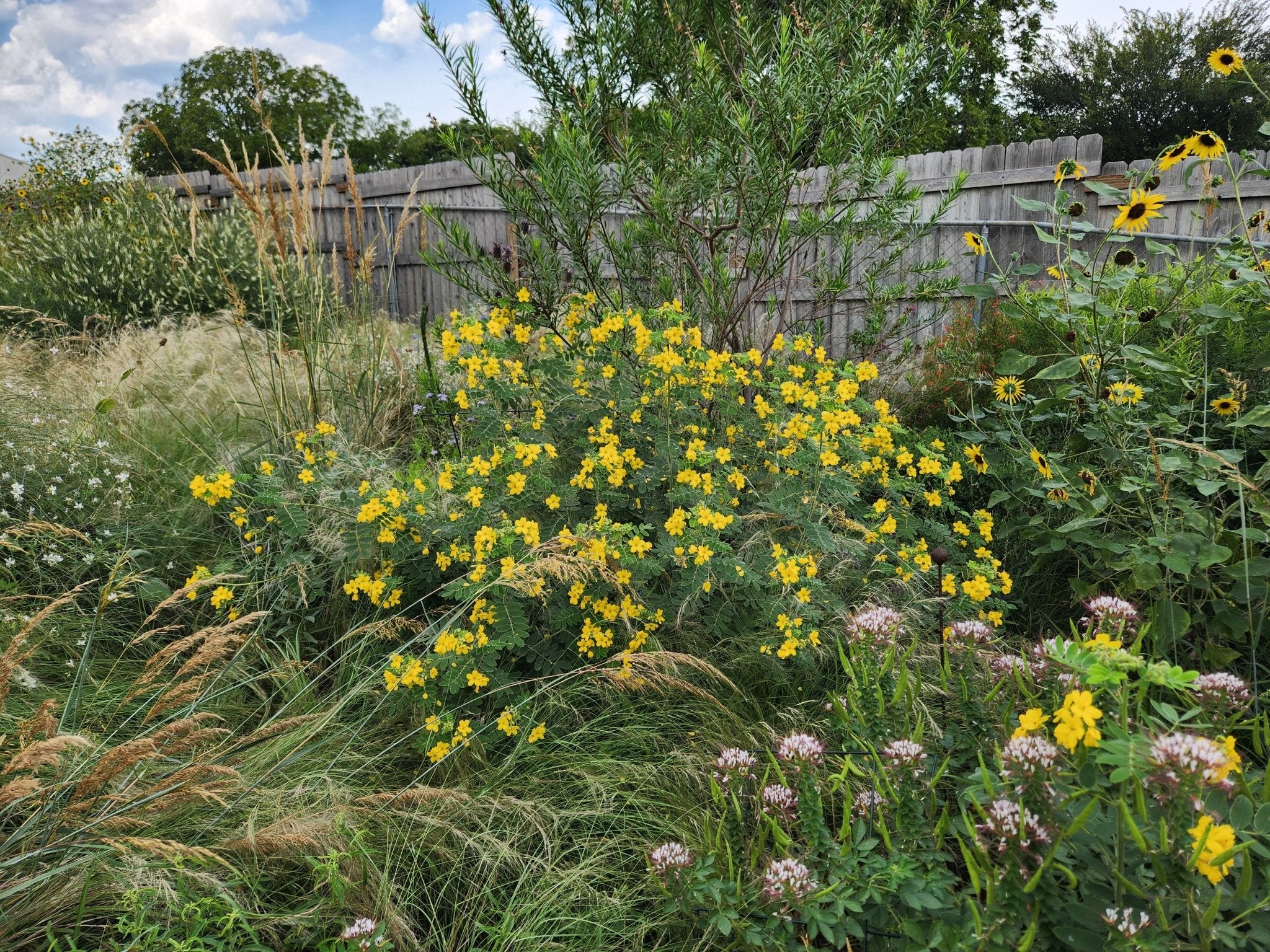 Senna lindheimeriana (Lindheimer's Senna)
