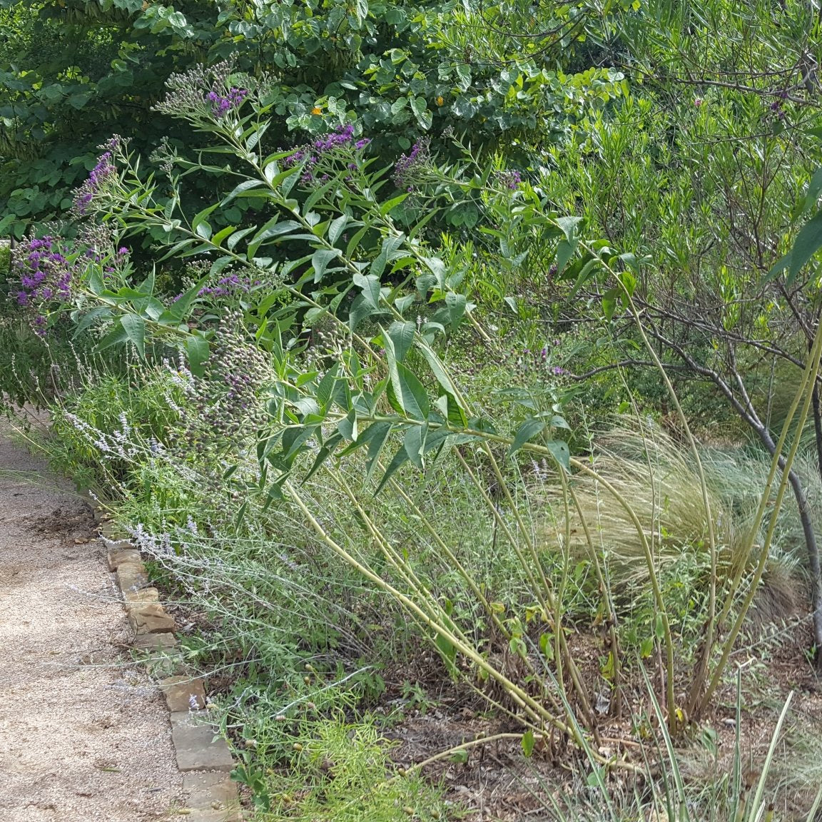 Vernonia baldwinii (Western Ironweed)