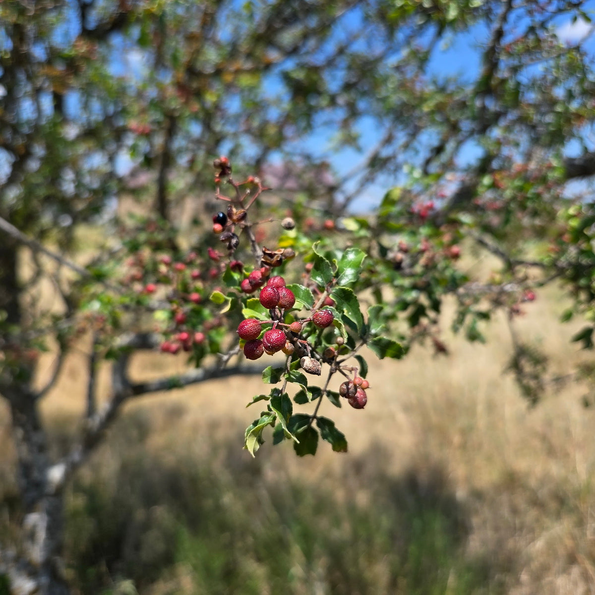 Zanthoxylum hirsutum (Texas Prickly Ash)