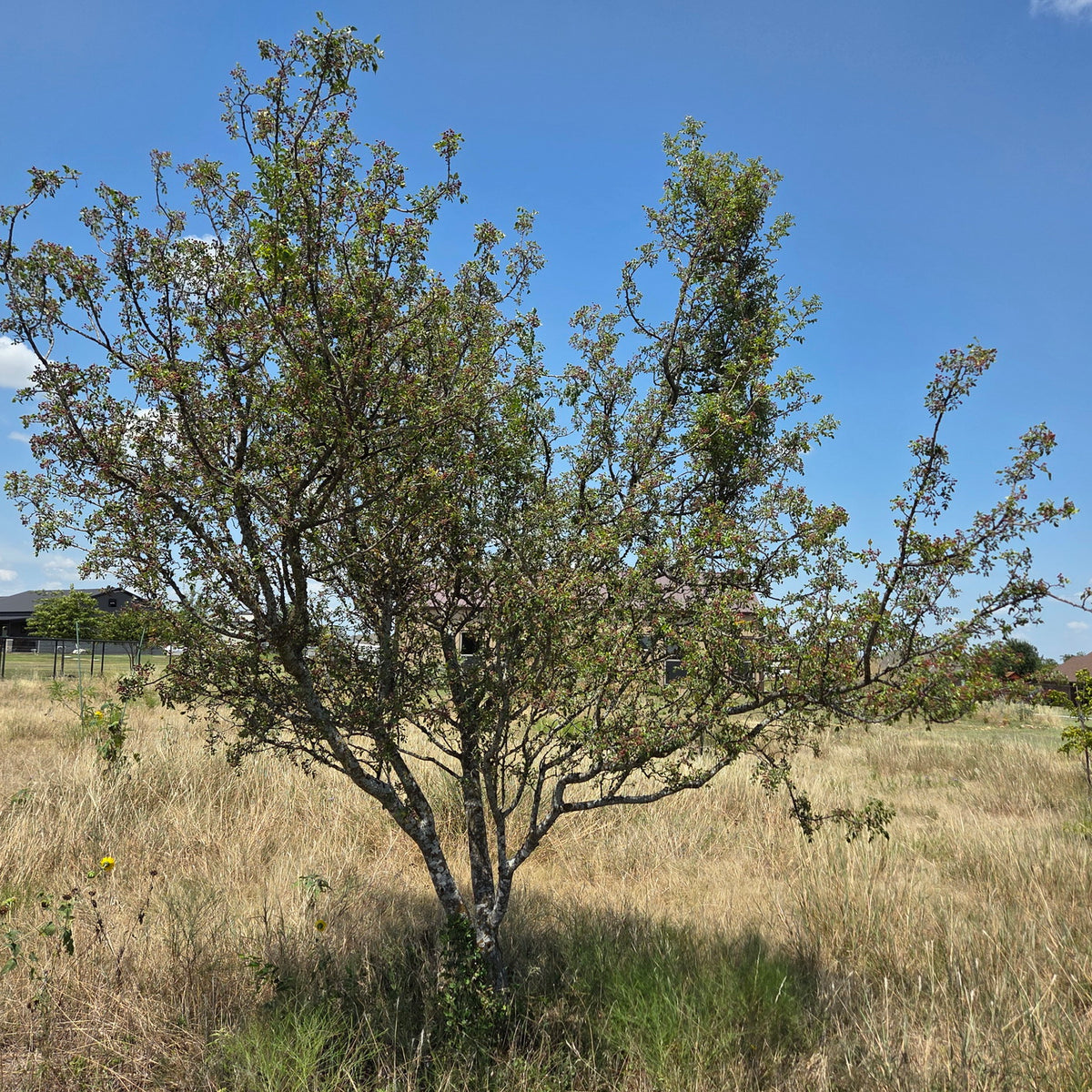 Zanthoxylum hirsutum (Texas Prickly Ash)