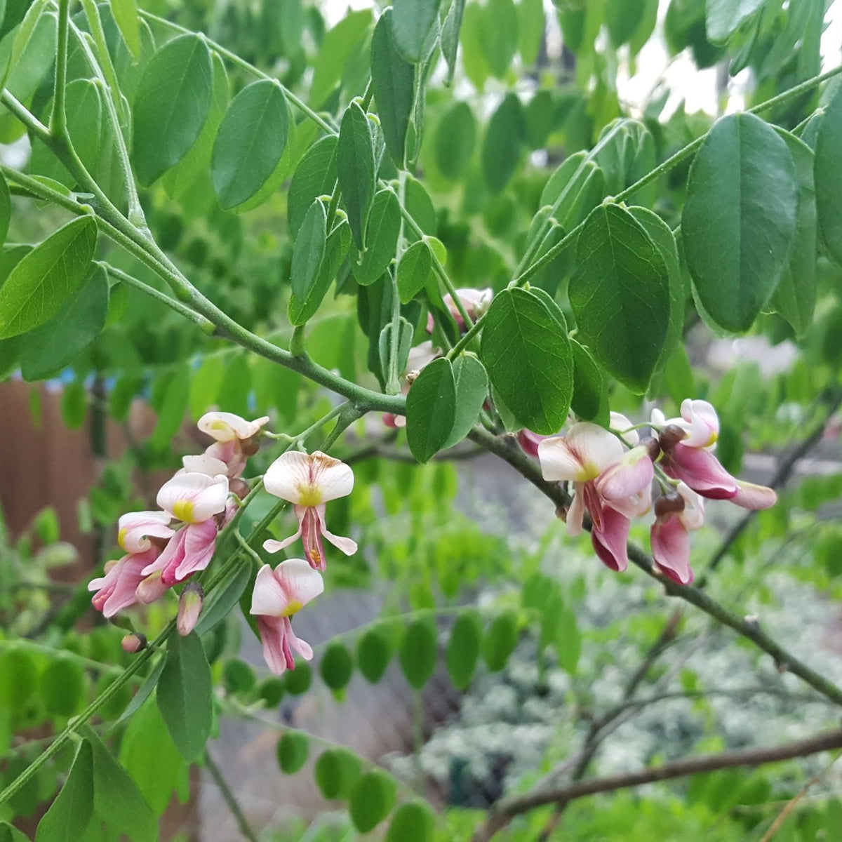 Styphnolobium affine (Eve's Necklace)