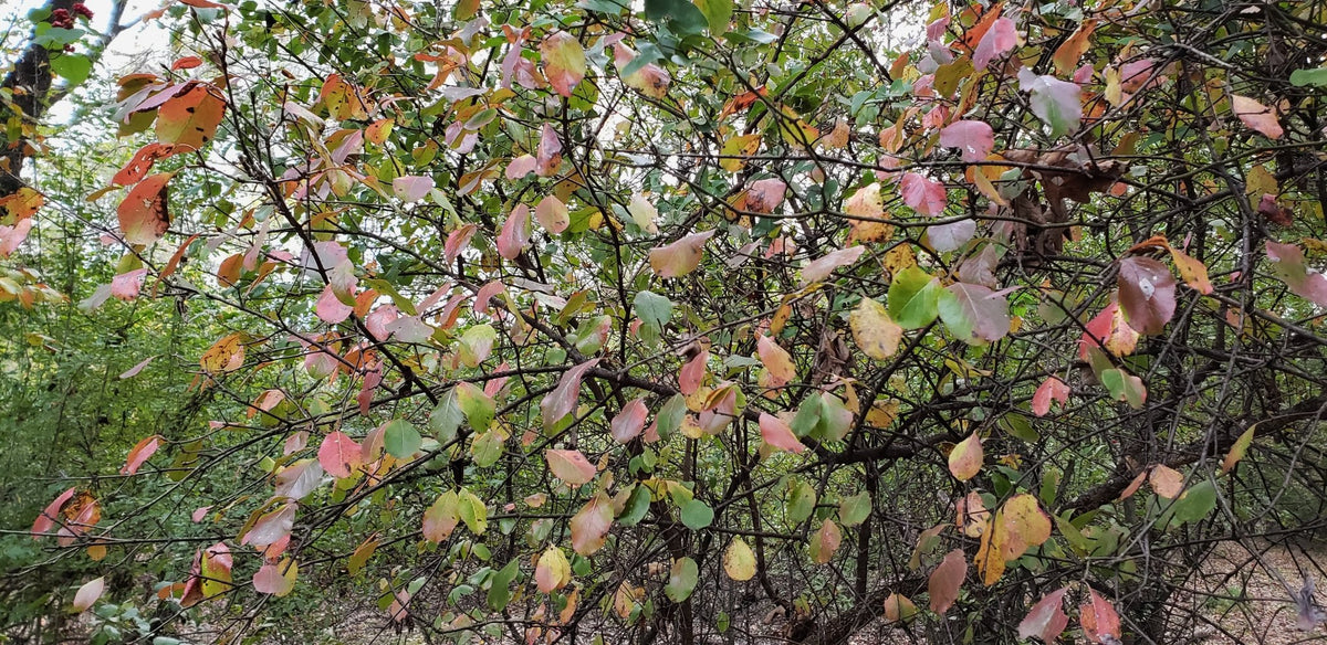 Viburnum rufidulum (Rusty Blackhaw Viburnum)