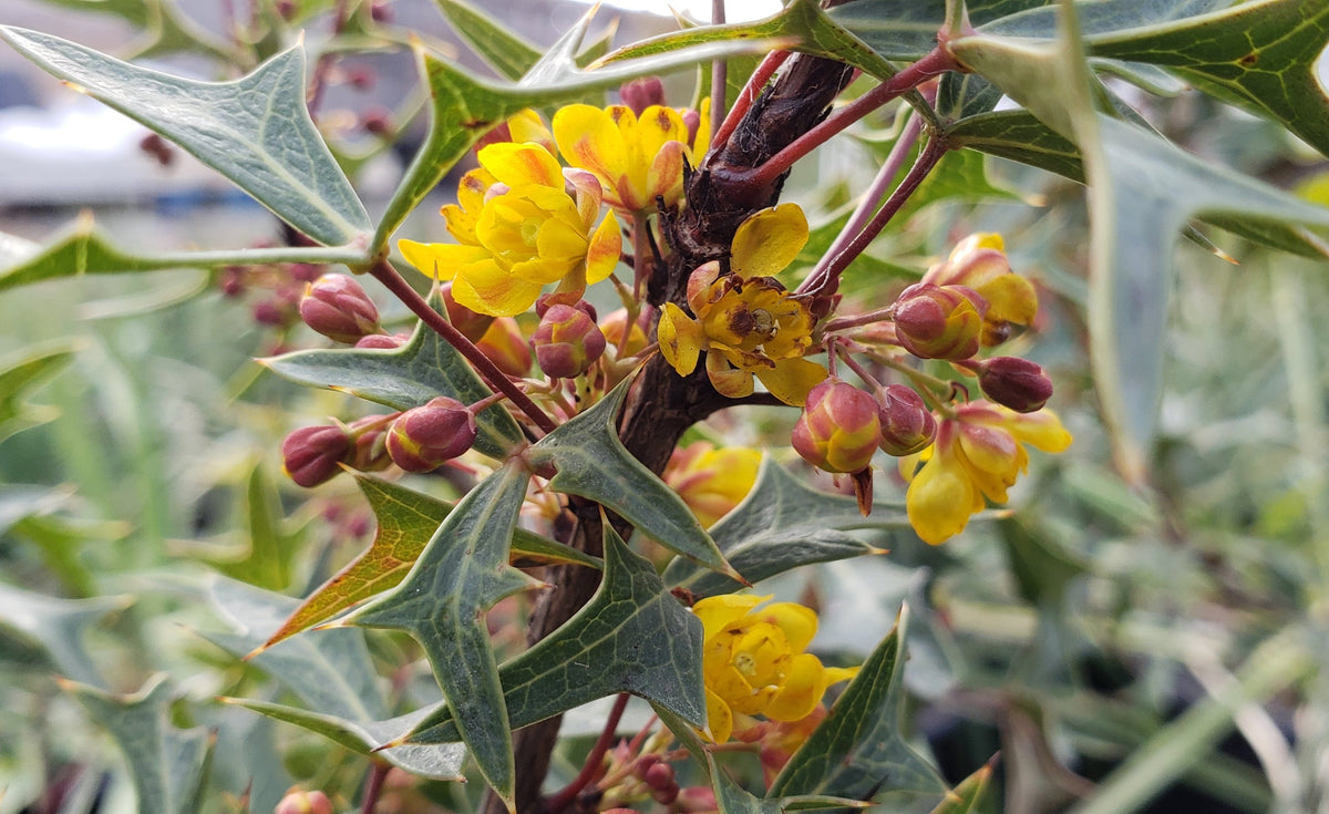 Agarita (Mahonia trifoliolata)