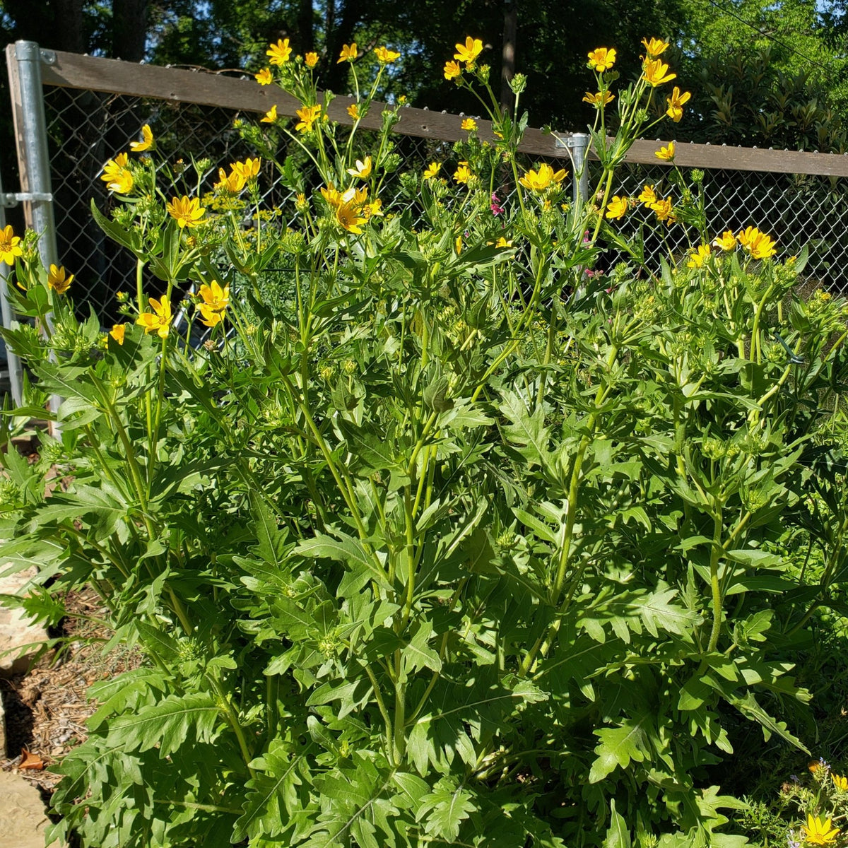 Engelmannia peristenia (Cutleaf Daisy)