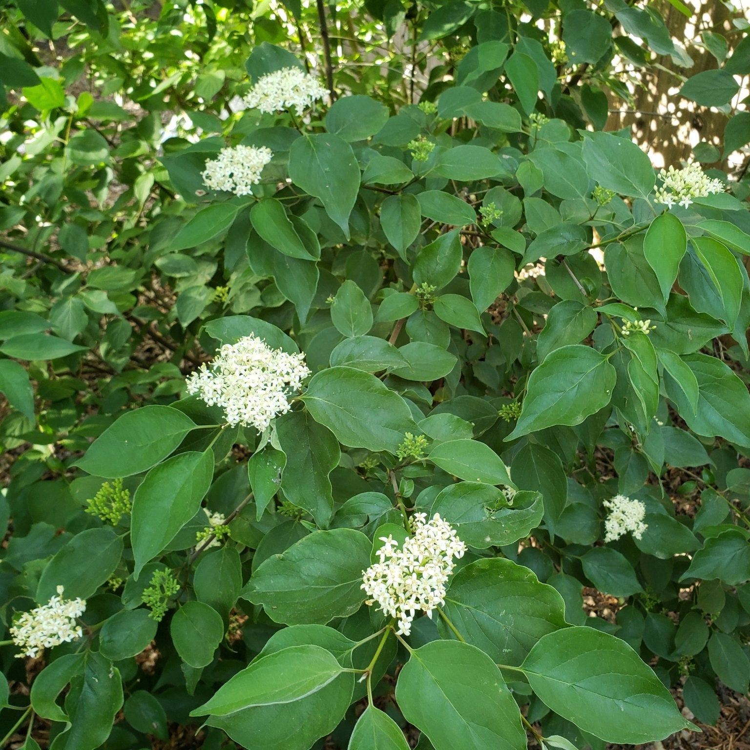 Cornus drummondii (Roughleaf Dogwood)