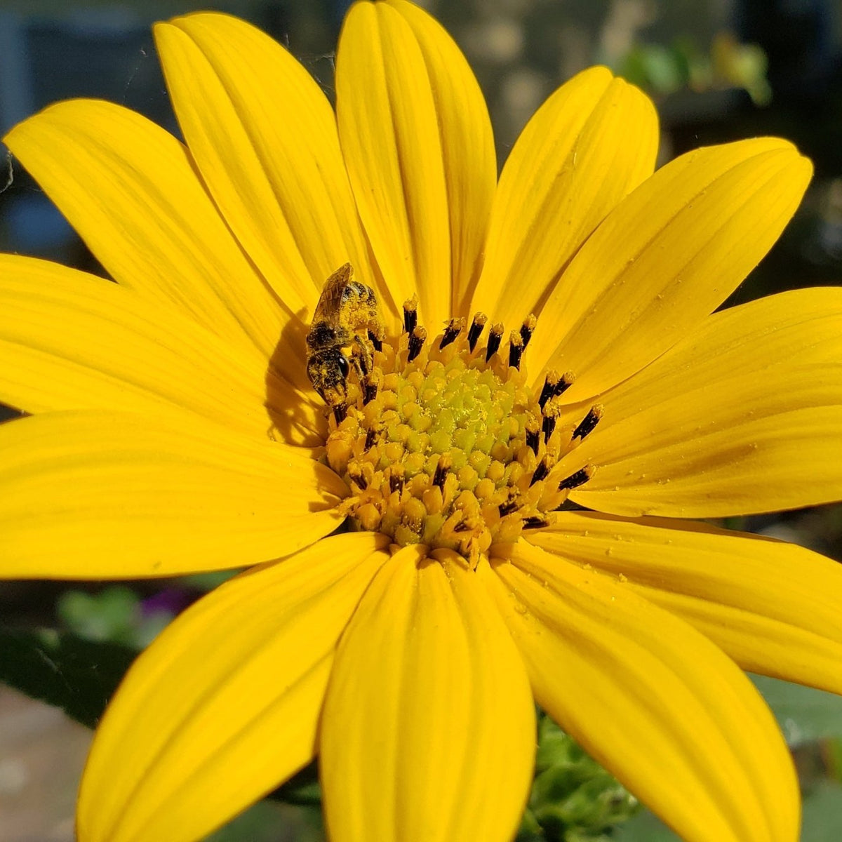Helianthus hirsutus (Hairy Sunflower)