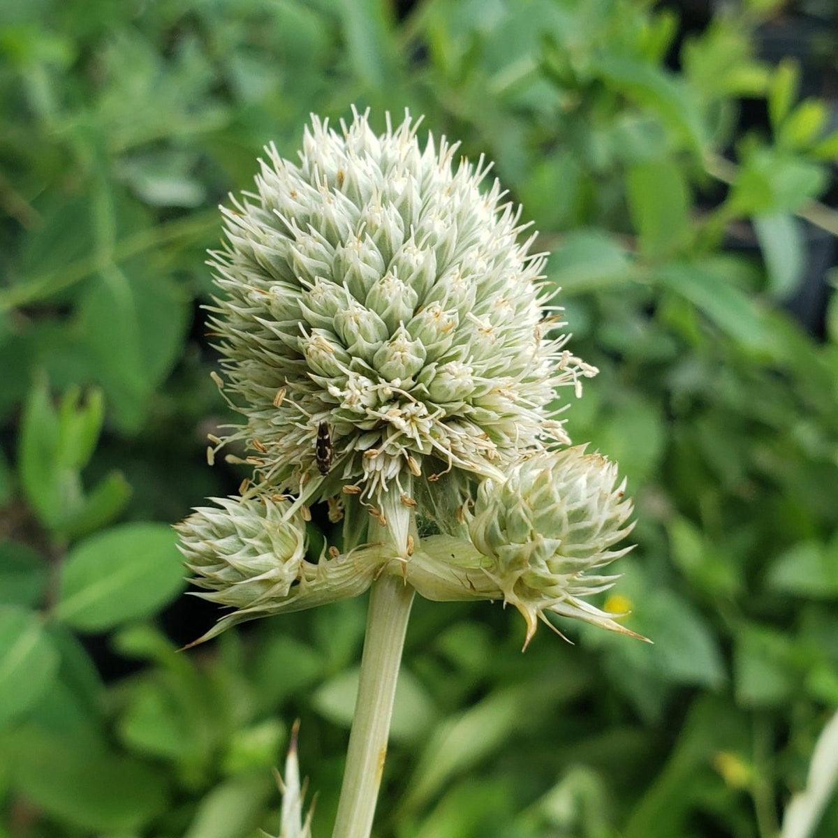 Eryngium yuccifolium (Rattlesnake Master)