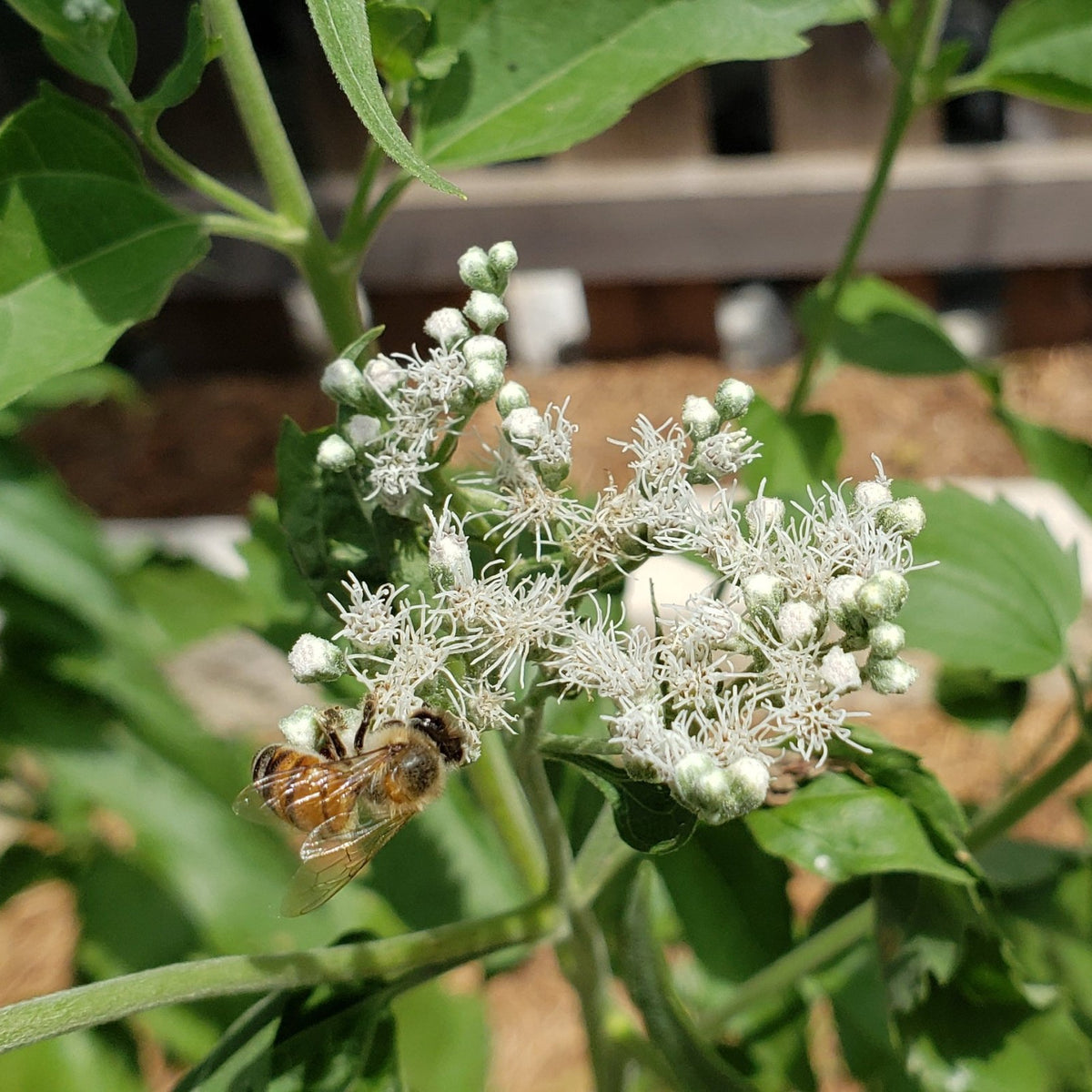 Eupatorium serotinum (Late boneset)