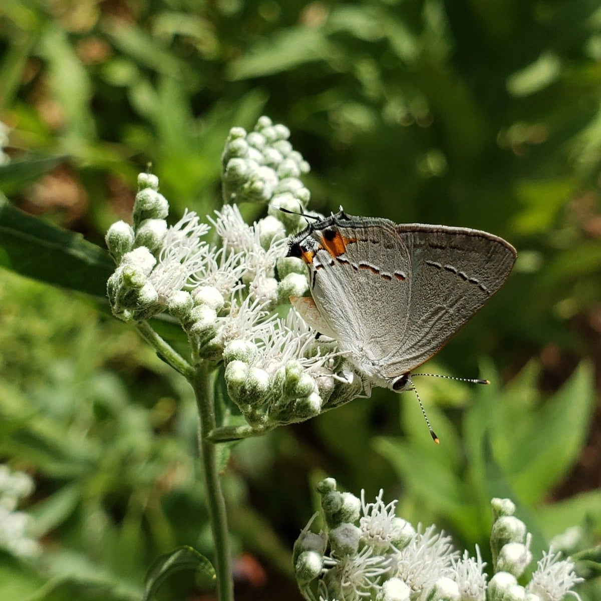 Eupatorium serotinum (Late boneset)