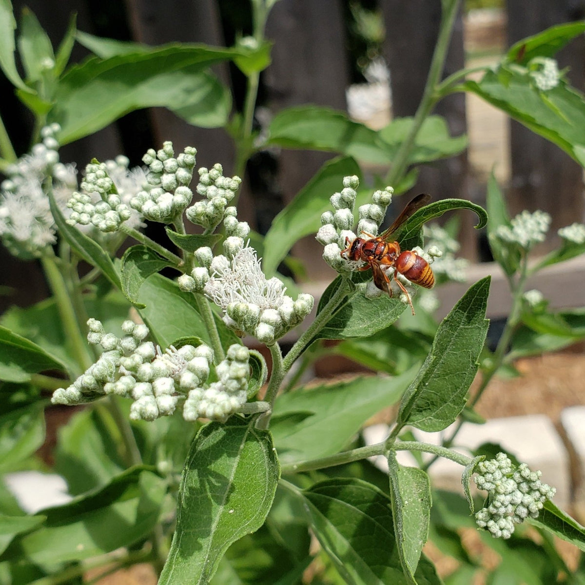 Eupatorium serotinum (Late boneset)