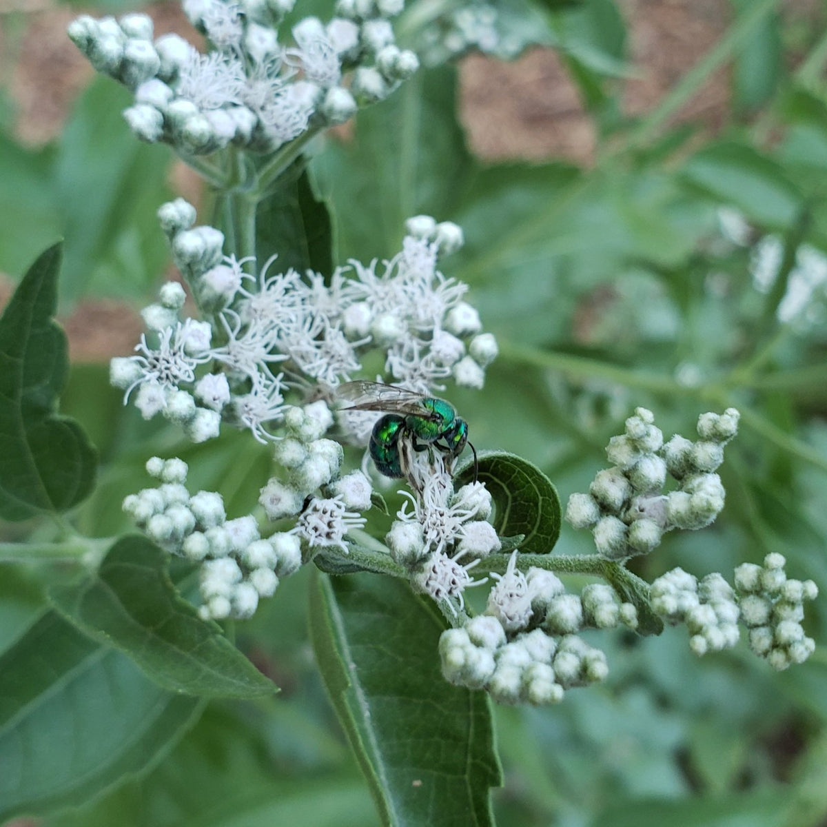 Eupatorium serotinum (Late boneset)