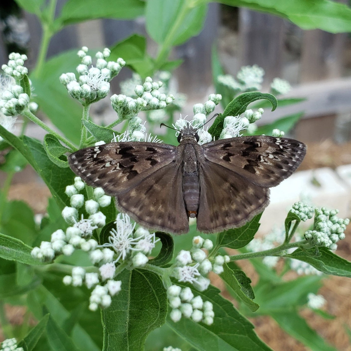 Eupatorium serotinum (Late Boneset)