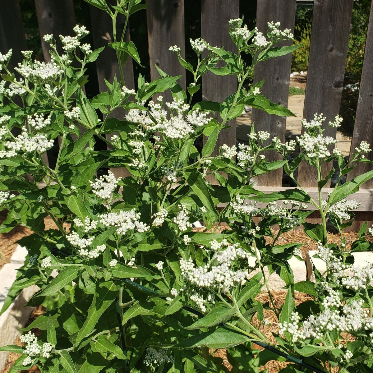 Eupatorium serotinum (Late Boneset)