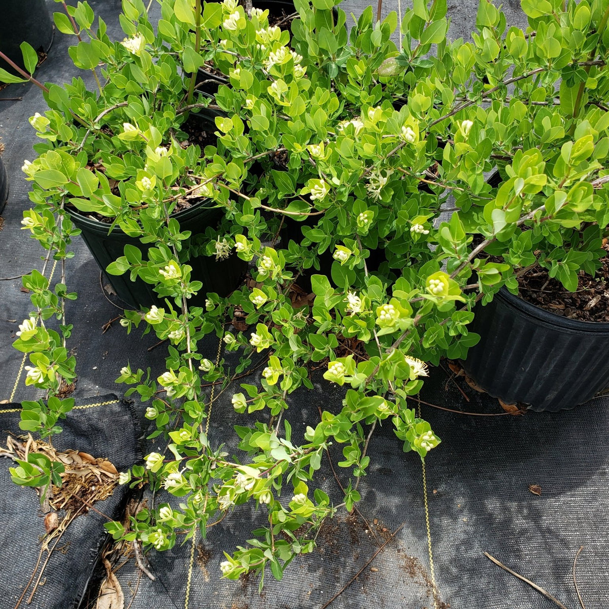 Lonicera albiflora (Western White Honeysuckle)