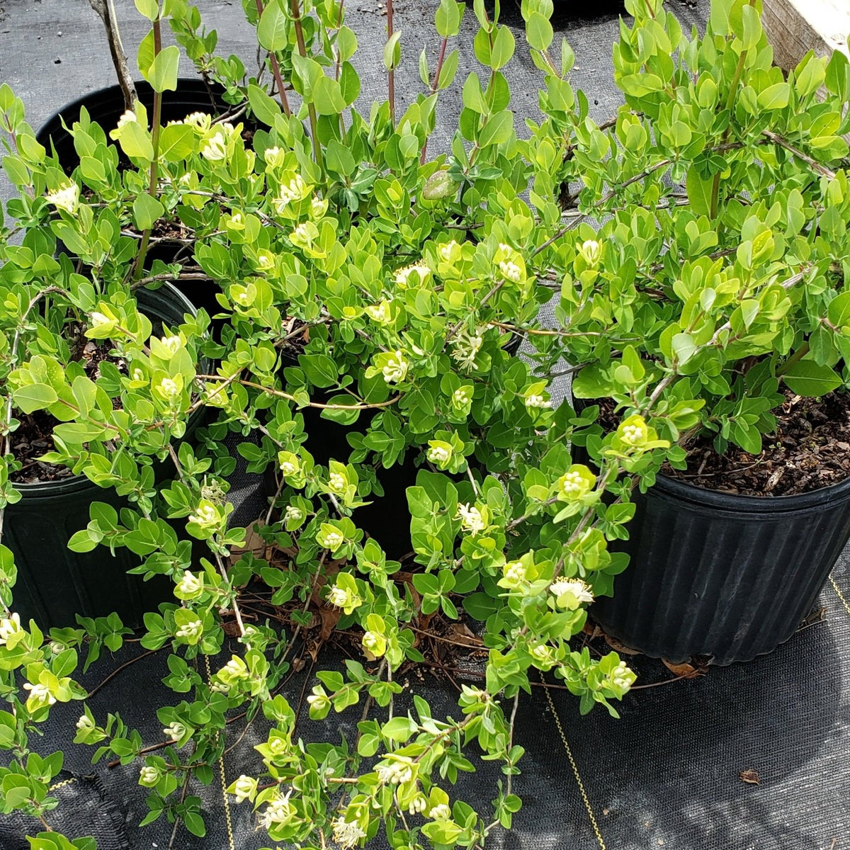 Lonicera albiflora (Western White Honeysuckle)