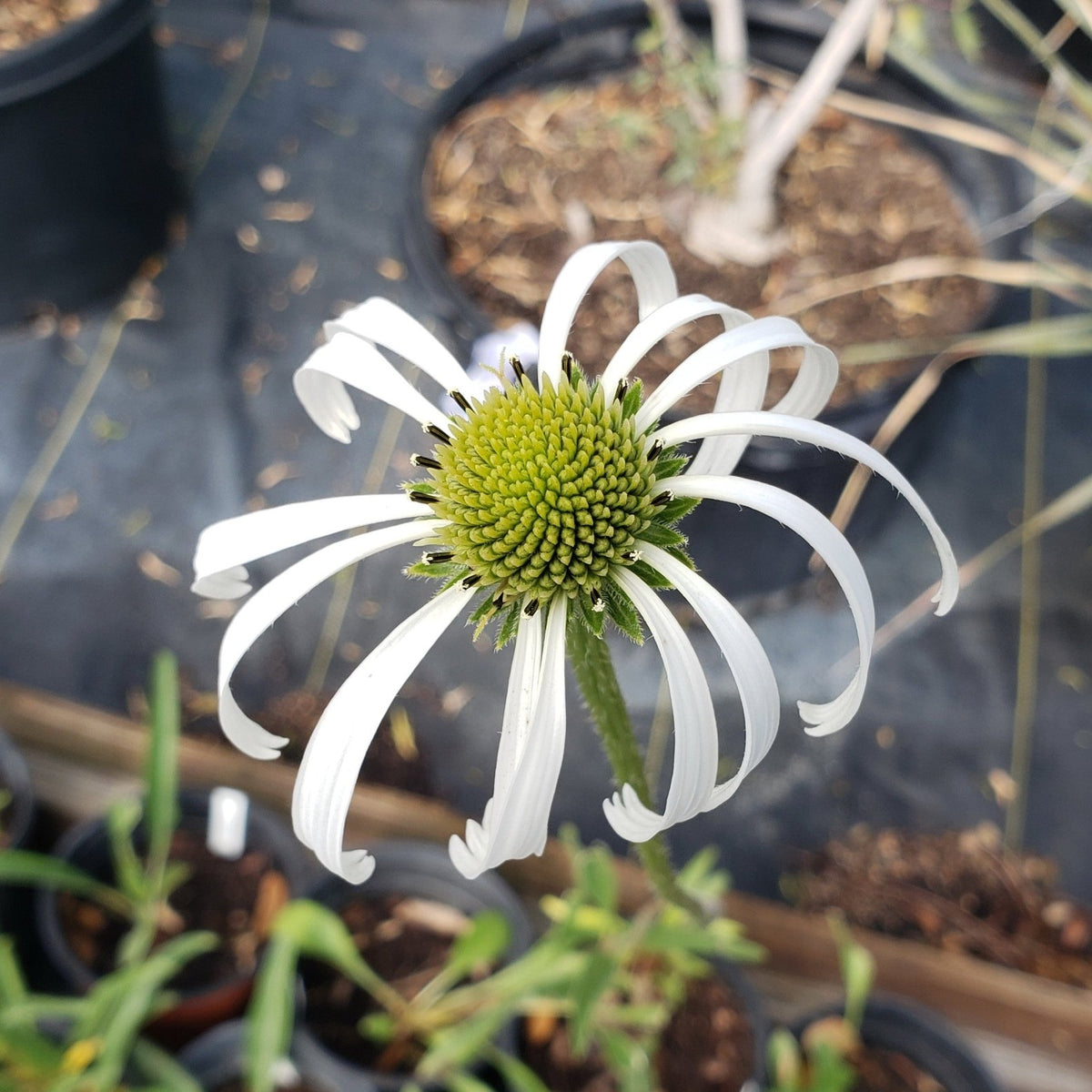 Echinacea pallida (Pale Coneflower)