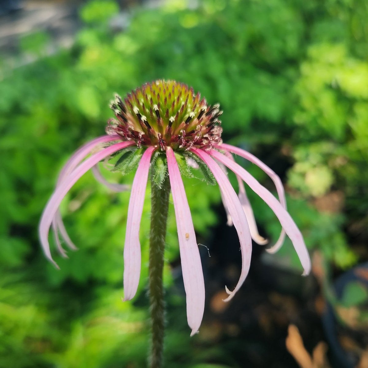 Echinacea pallida (Pale Coneflower)