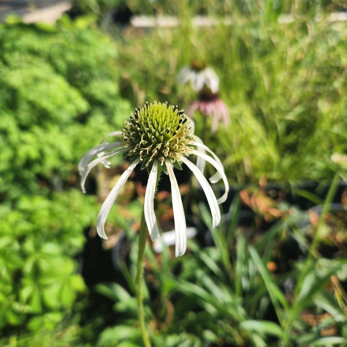 Echinacea pallida (Pale Coneflower)