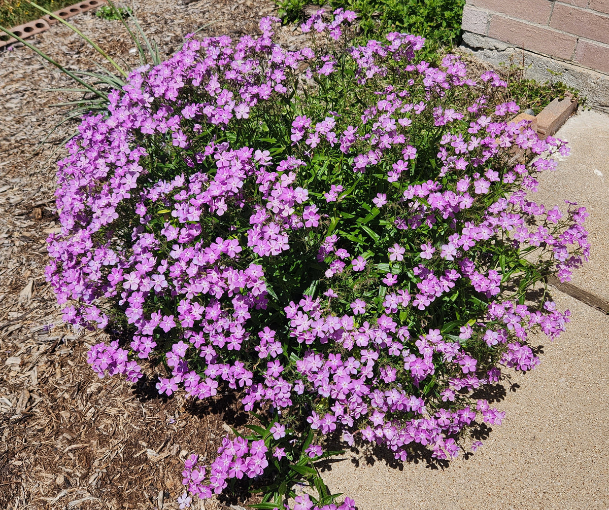 Phlox pilosa (Prairie Phlox)