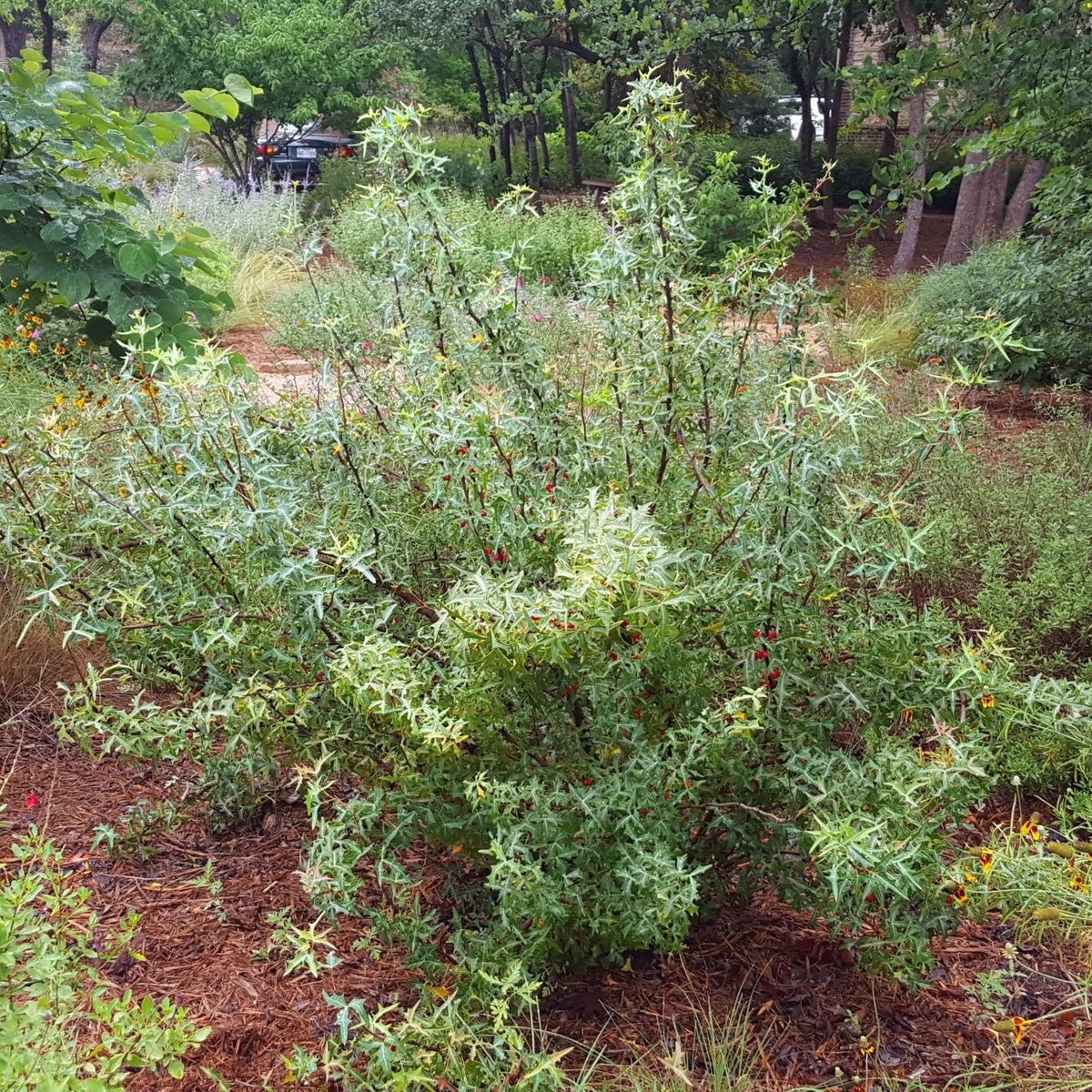 Agarita (Mahonia trifoliolata)