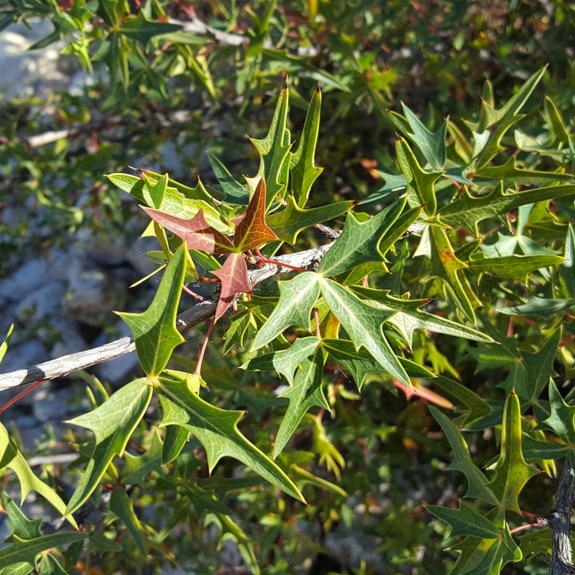 Agarita (Mahonia trifoliolata)