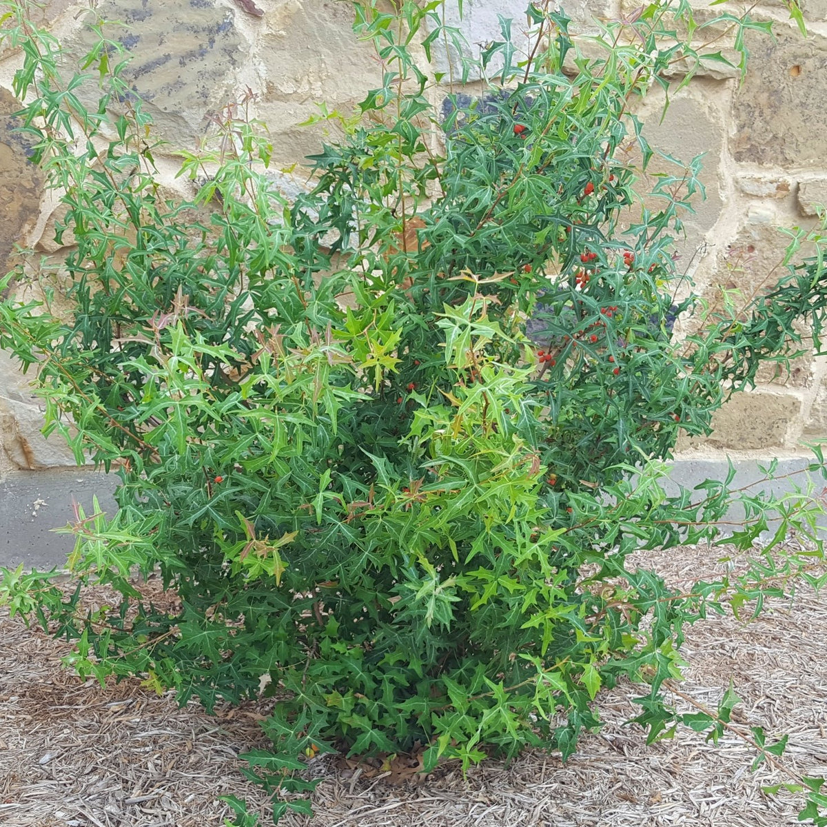 Agarita (Mahonia trifoliolata)