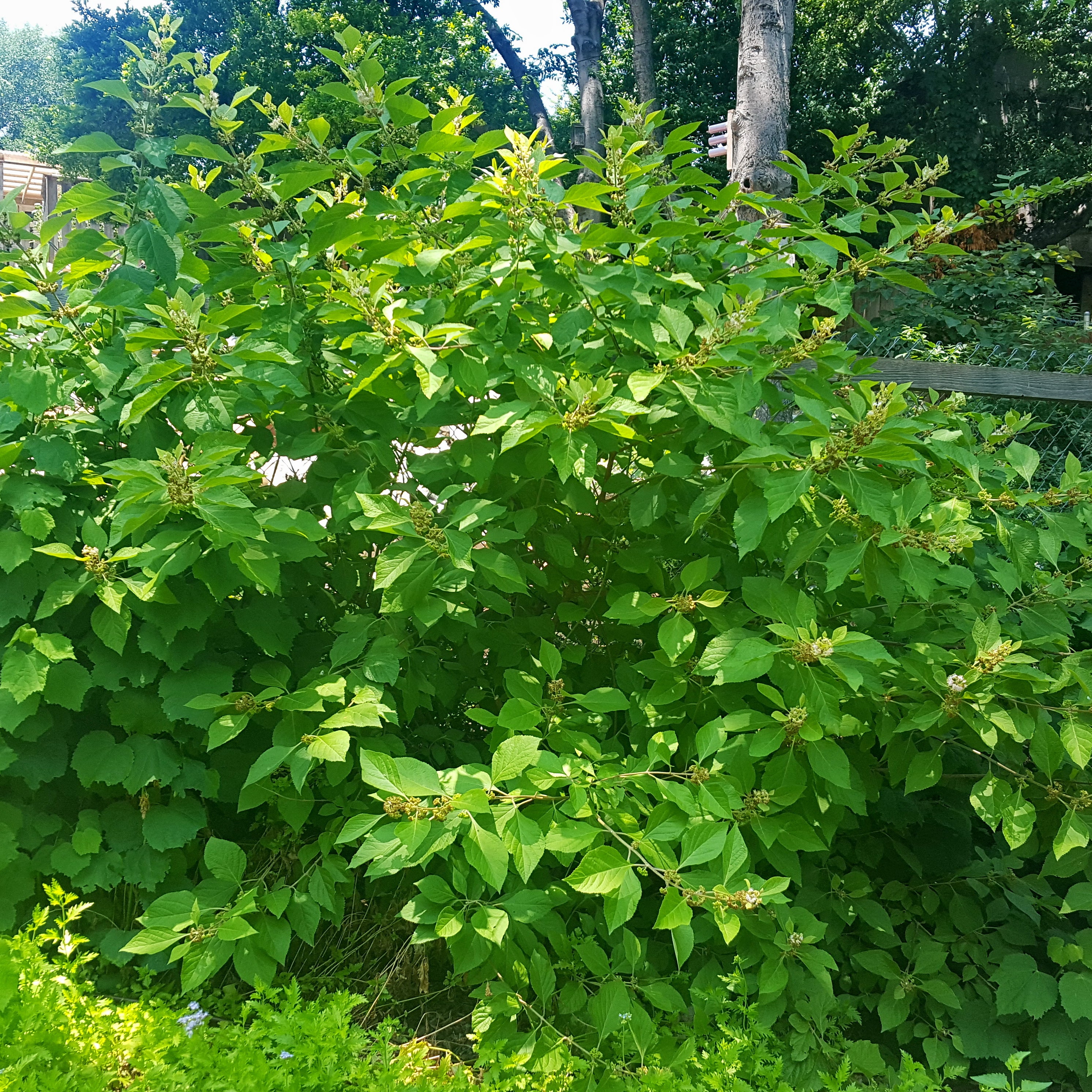 American Beautyberry (Callicarpa americana)