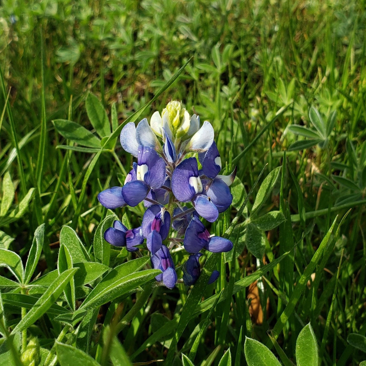 Lupinus texensis (Texas Bluebonnets)