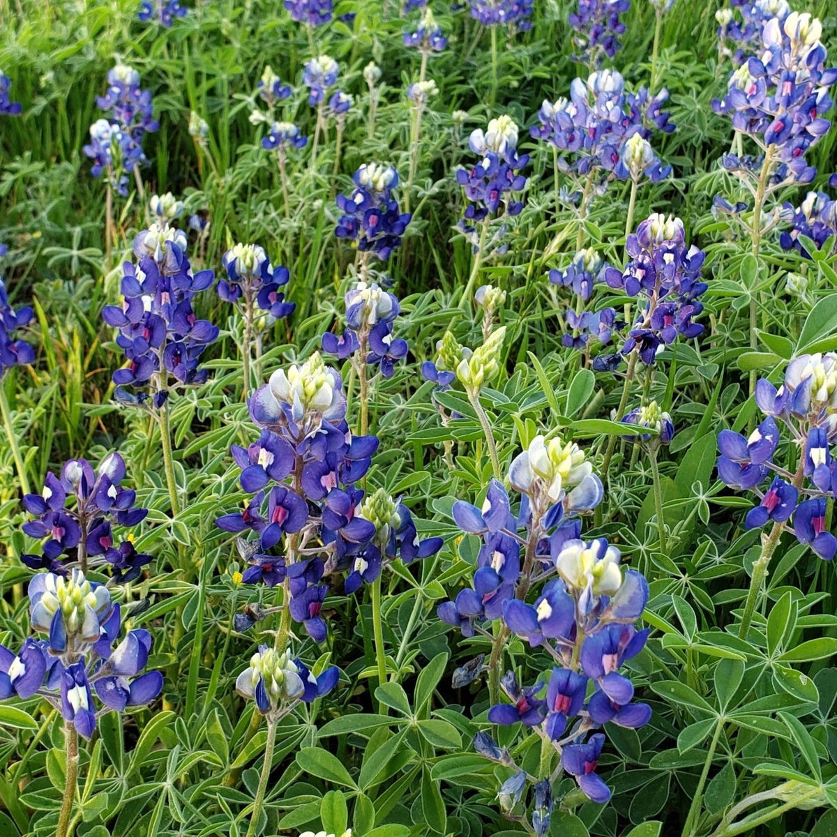 Texas Bluebonnets (Lupinus texensis)