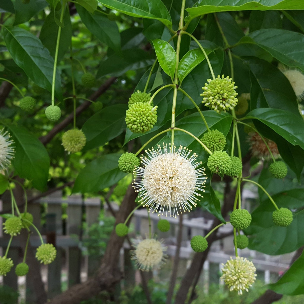 Buttonbush (Cephalanthus occidentalis)