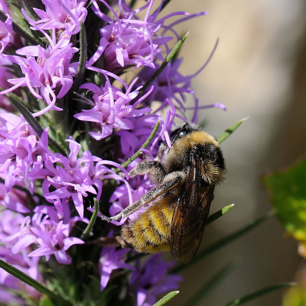Liatris punctata var. mucronata (Texas Gayfeather)