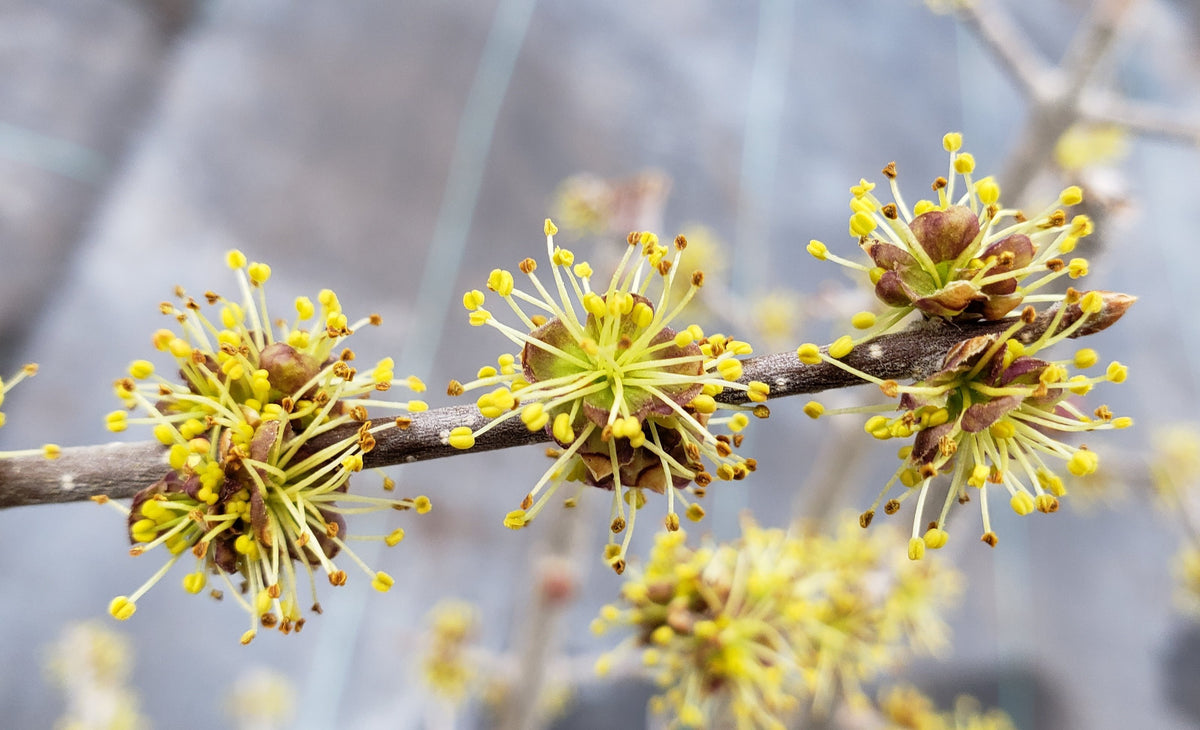 Elbow Bush (Forestiera pubescens)