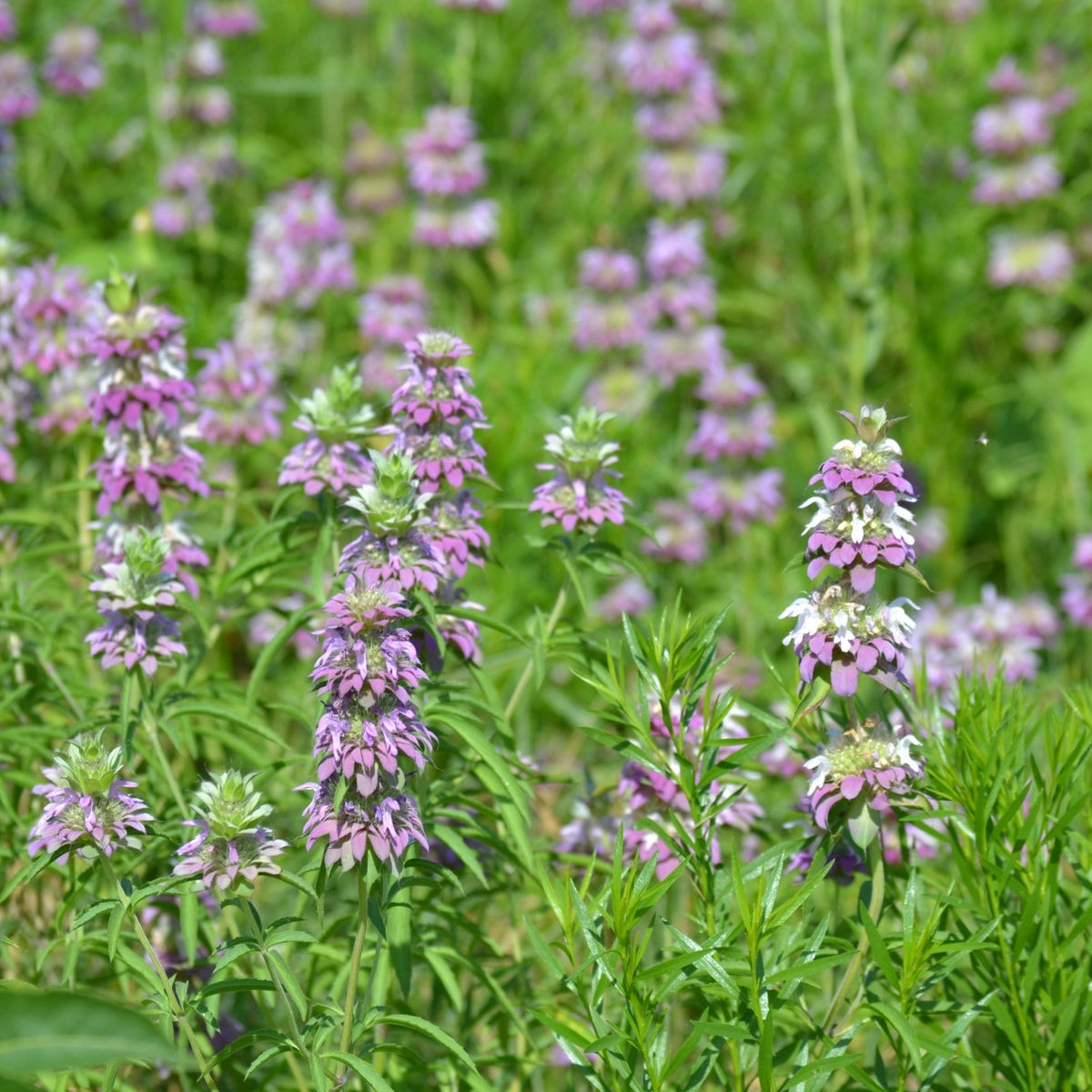 Monarda citriodora (Lemon Beebalm)