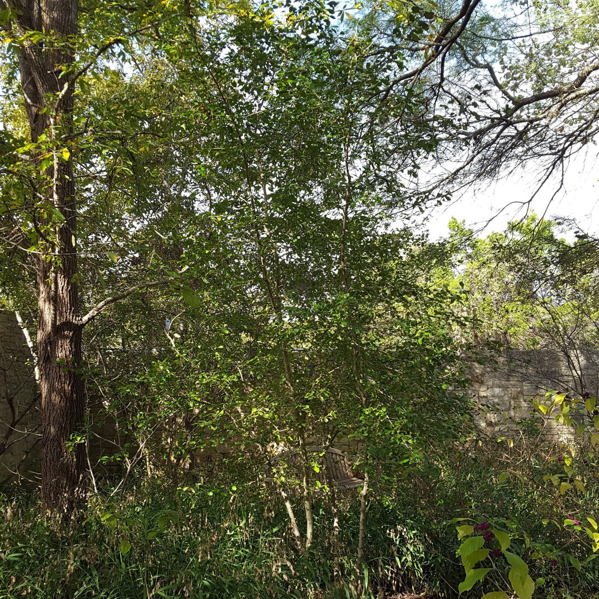 Possumhaw holly (Ilex decidua)