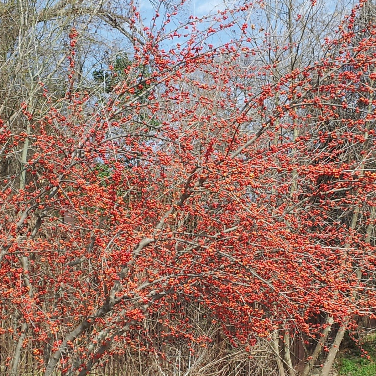 Possumhaw holly (Ilex decidua)